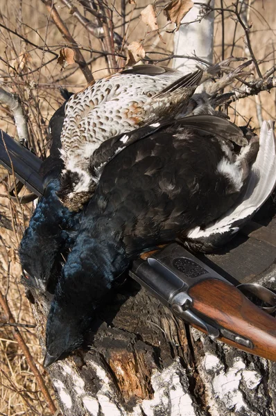 Gun and black grouse — Stock Photo, Image