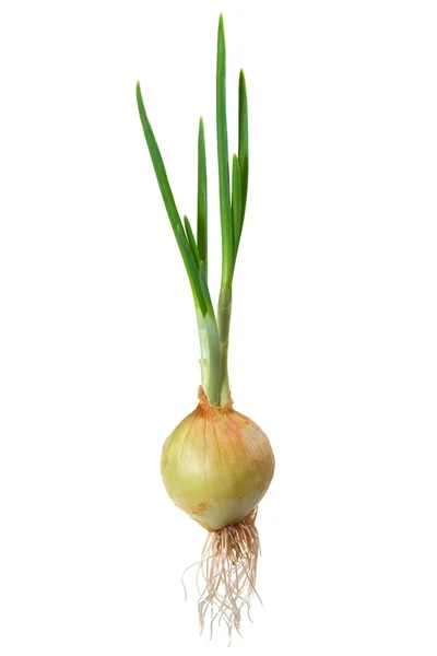 Onions Royalty Free Stock Photos