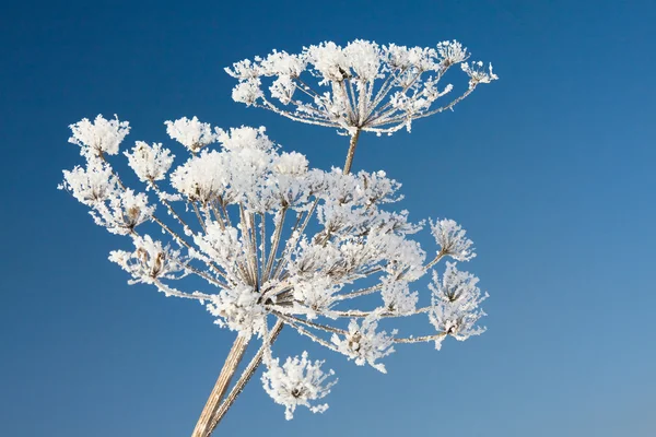 냉동된 꽃 — 스톡 사진