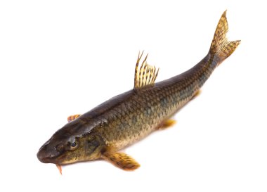 Gudgeon clipart