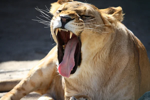 Rugido de leoa — Fotografia de Stock