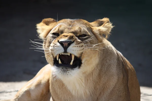 Dişi aslan dişleri bared — Stok fotoğraf