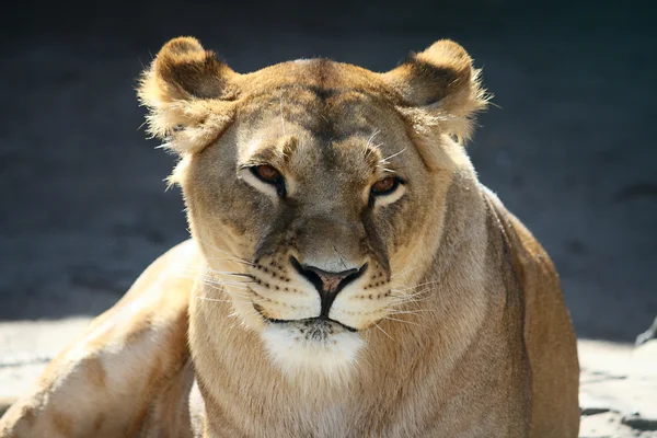 笑みを浮かべて雌ライオンの肖像画 — ストック写真