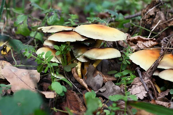 Einige Pilze — Stockfoto