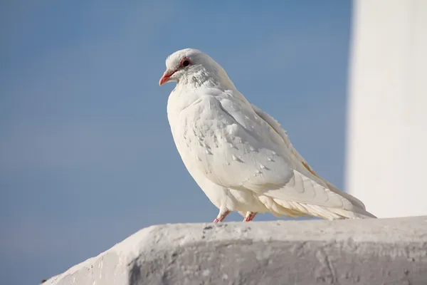 Bílá holubice a jasná obloha — Stock fotografie