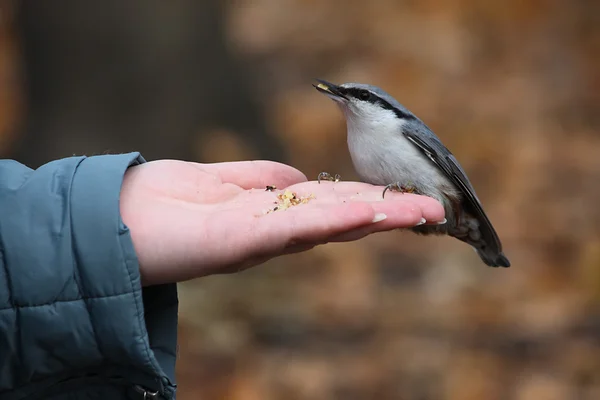 Vogel sitzt auf einer Hand — Stockfoto