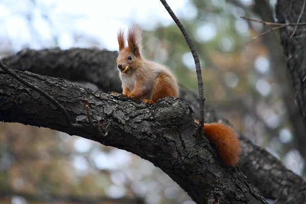 Wiewiórki opowiadajacego zjada ciasteczka — Zdjęcie stockowe