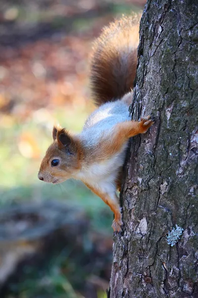 Esquilo na árvore — Fotografia de Stock