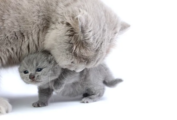 Gattino con mamma — Foto Stock