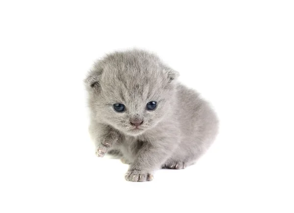 Pequeno gatinho — Fotografia de Stock