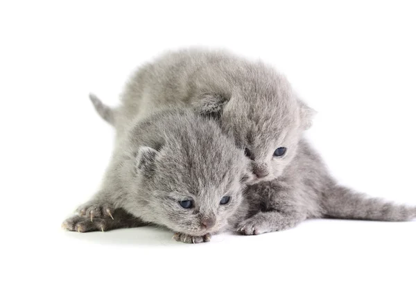 Pequenos gatinhos — Fotografia de Stock