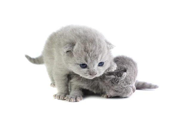 Kleine Kätzchen — Stockfoto