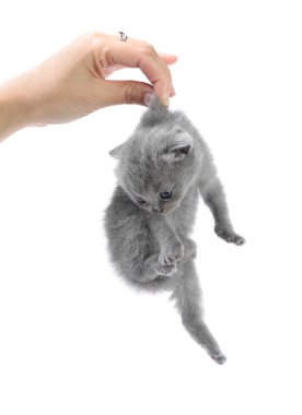 Girl holds little kitten isolated on the white background clipart