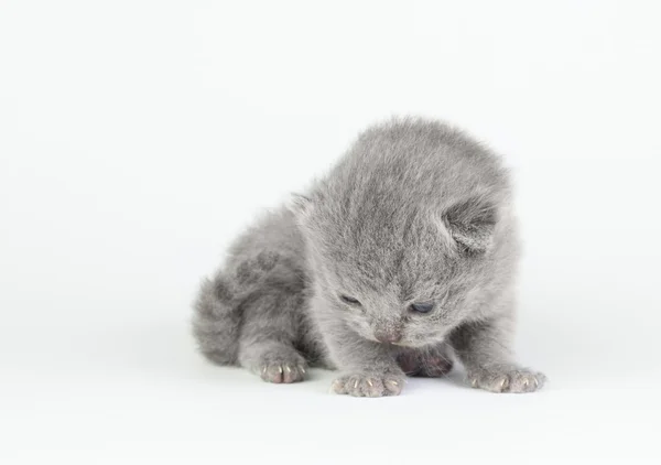 Kleines Kätzchen — Stockfoto