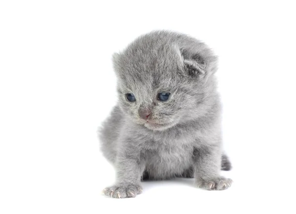 Маленький котенок — стоковое фото