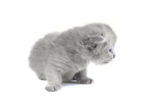 Pequeno Gatinho Britânico Isolado Branco — Fotografia de Stock