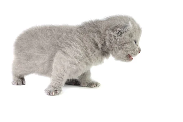 英国小猫被隔绝在白色 — 图库照片