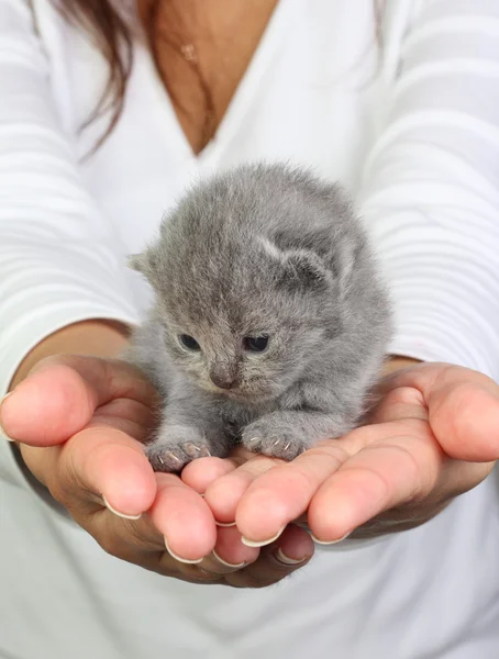 Piccolo Gattino Britannico Seduto Nelle Mani — Foto Stock