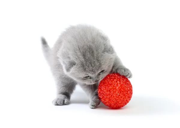 Pequeño gatito jugando con pelota — Foto de Stock