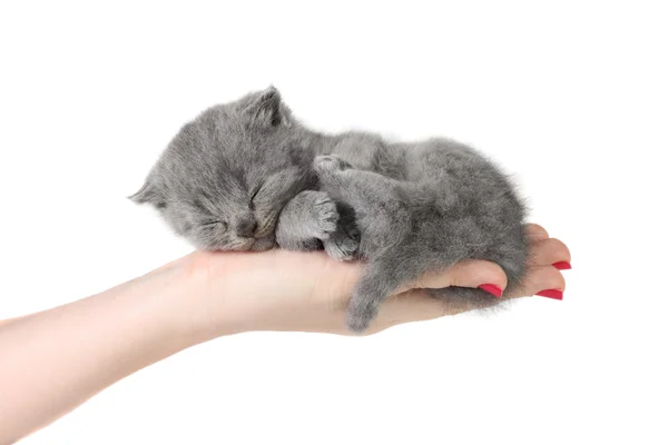 Piccolo Gattino Che Dorme Tra Mani Sfondo Bianco — Foto Stock