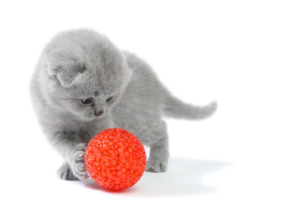 Little kitten playing with ball — Stock Photo, Image