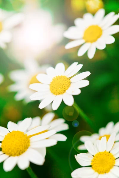 stock image Daisies in a meadow