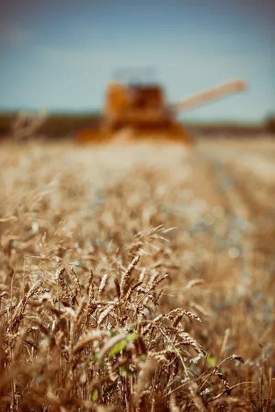 联合收获小麦 — 图库照片