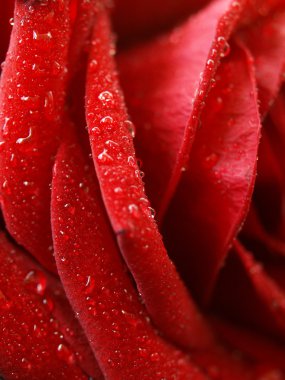 Macro image of dark red rose with water droplets. clipart