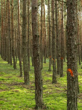 Orange turizm bir ormanda hiking işaretleri