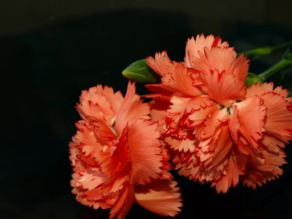 Two red carnations with selective focus isolated on black — Stock Photo, Image