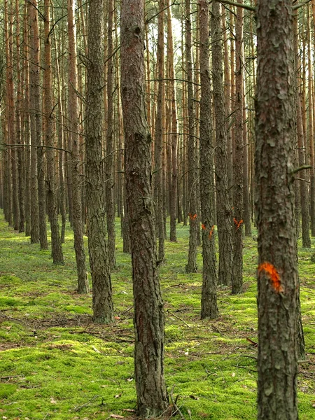 stock image Orange signs for hiking tourism in a forest