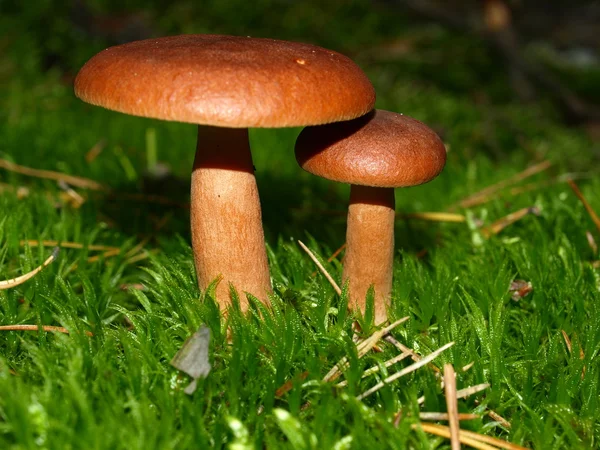 Dois cogumelos no musgo — Fotografia de Stock