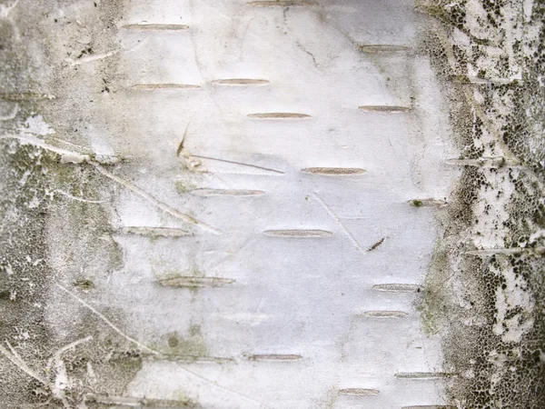 バーチ樹皮のクローズ アップ写真 ストック写真