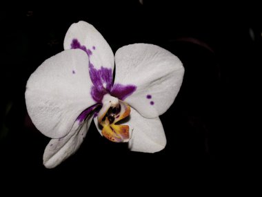 Orchid on isolated black background clipart
