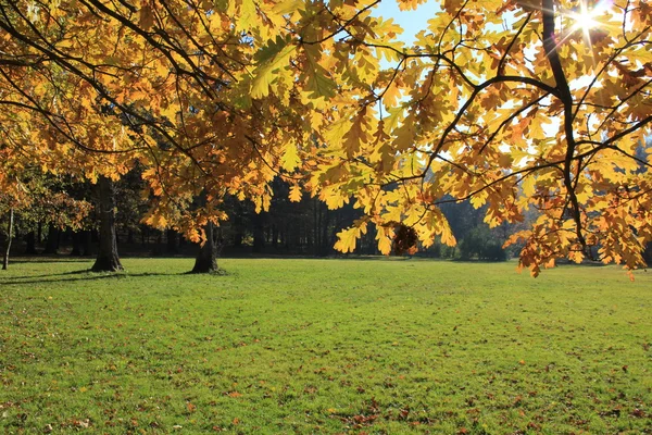 Солнце Ветвях Золотыми Листьями — стоковое фото