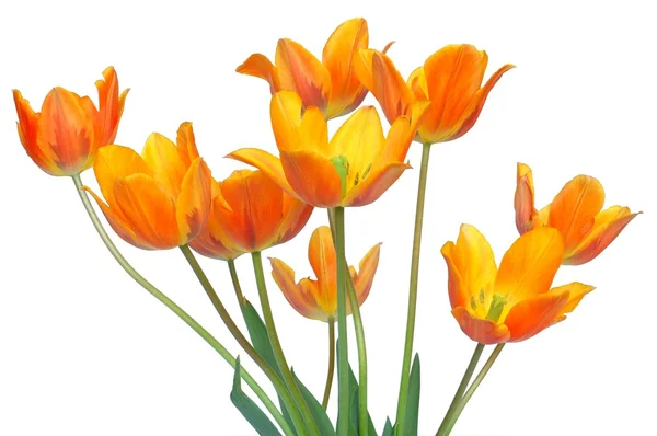 Tulips Stock Image