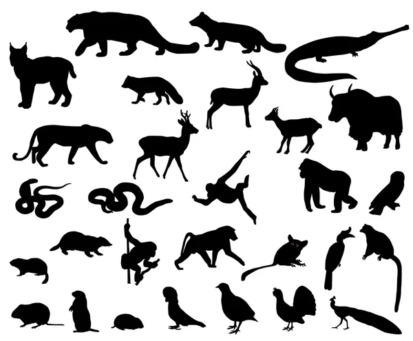亚洲的动物 — 图库矢量图片