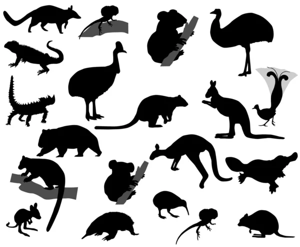 澳大利亚的动物 — 图库矢量图片