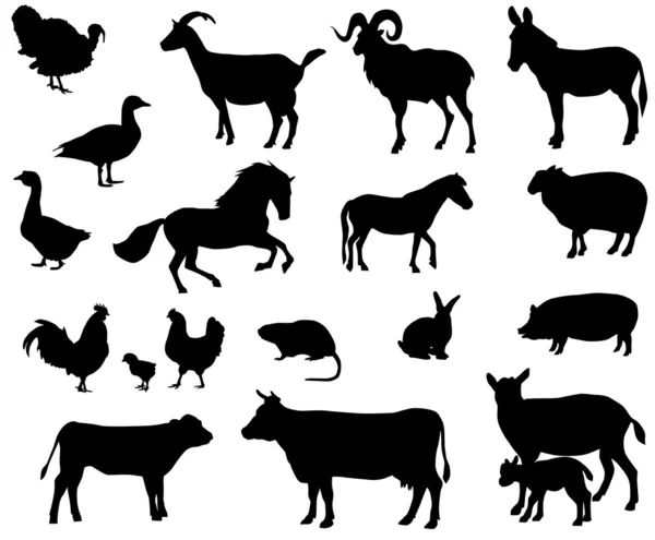 Hospodářská zvířata — Stockový vektor