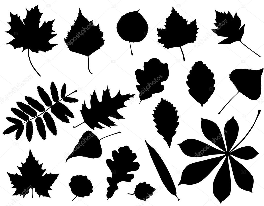 Foliage silhouette — Stock Vector © 160377 #5361407