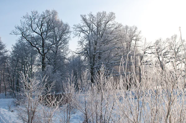 Kalter Wintertag — Stockfoto