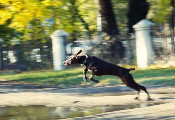 강아지 점프 — 스톡 사진