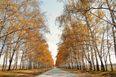 Road to the autumn clipart