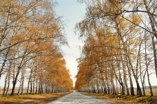 Strada per l'autunno — Foto Stock
