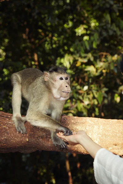 Contatto con scimmia — Foto Stock