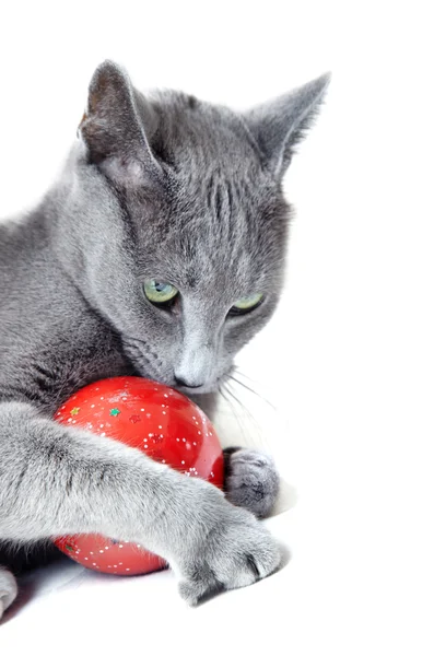 Cat with Christmas toy — Stock Photo, Image