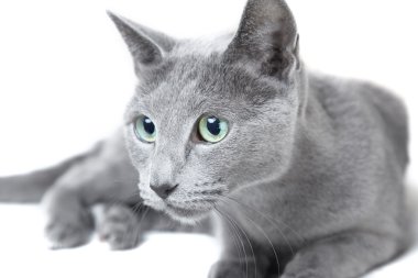 Russian blue cat clipart