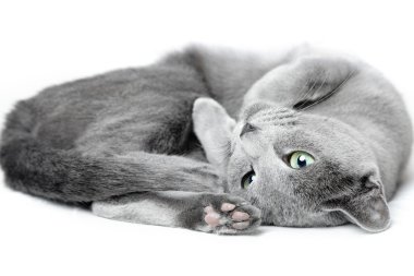 Russian blue cat clipart