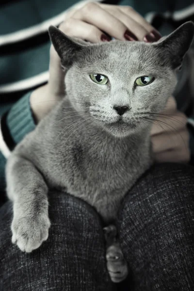 野生の猫 — ストック写真