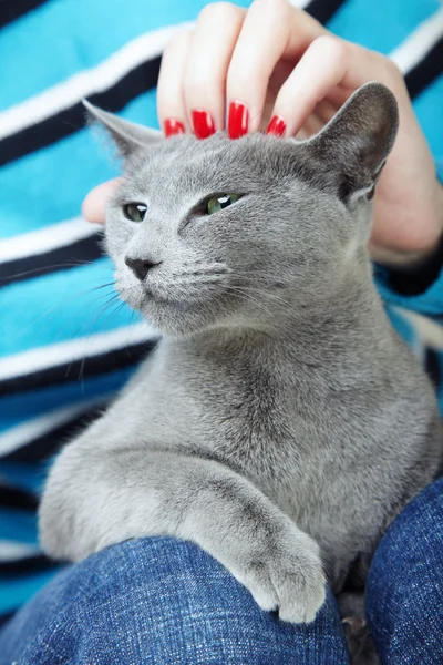 Mão humana acariciando gato — Fotografia de Stock
